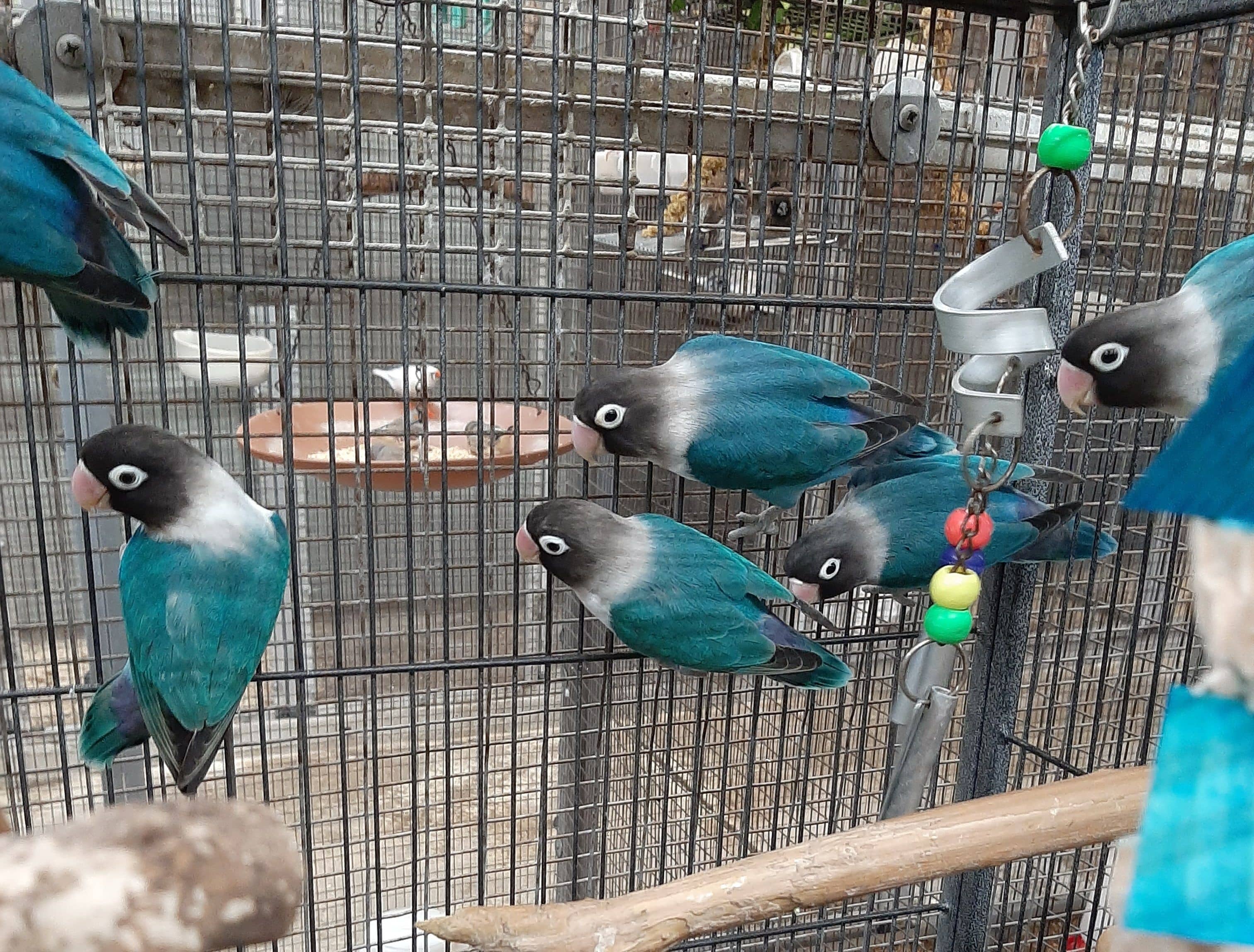 parakeets for sale in houston texas