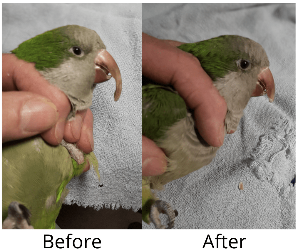 Beak Trimming services, bird wing clipping services, Nail clipping grooming services for birds in houston, texas.